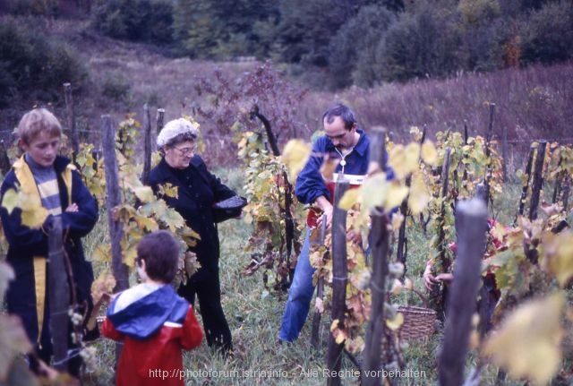 Weinlese in Kutina (im Landesinneren)