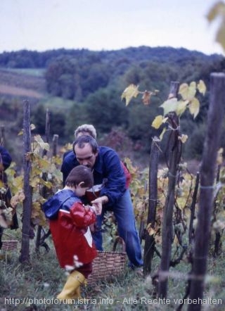 Suzi hilft bei der Weinlese