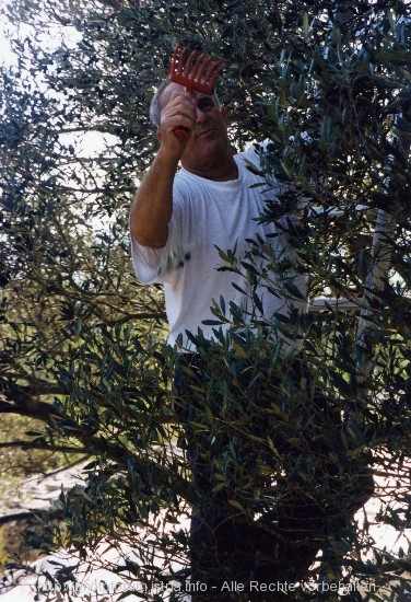 Olivenernte auf traditionelle Art
