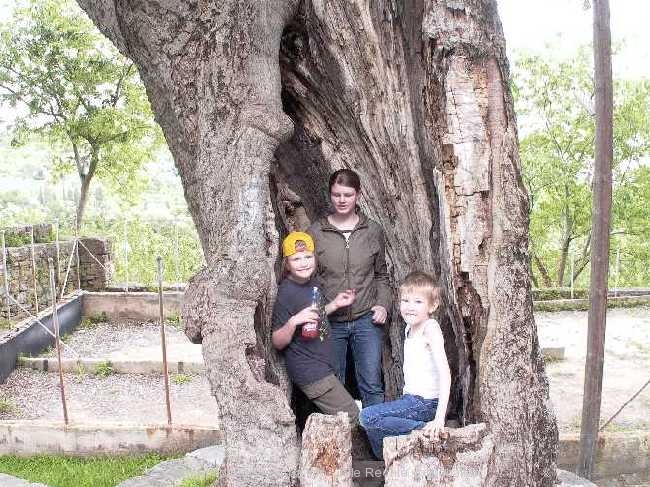 Baum in Grosnjan