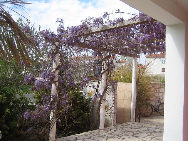 Garten mit Palme und Glycinie 2