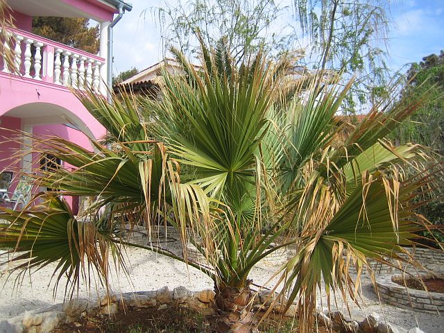 Garten mit Palme und Glycinie