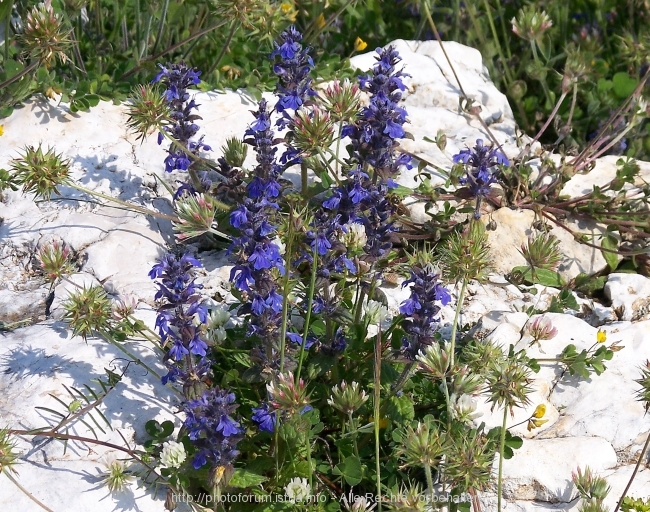 Nesactium Frühling 2008 6