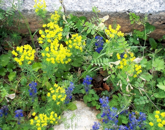 Nesactium Frühling 2008 8