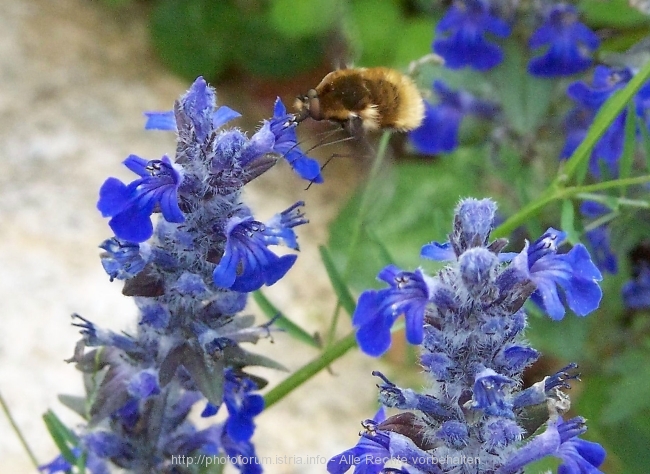 Nesactium Frühling 2008 9