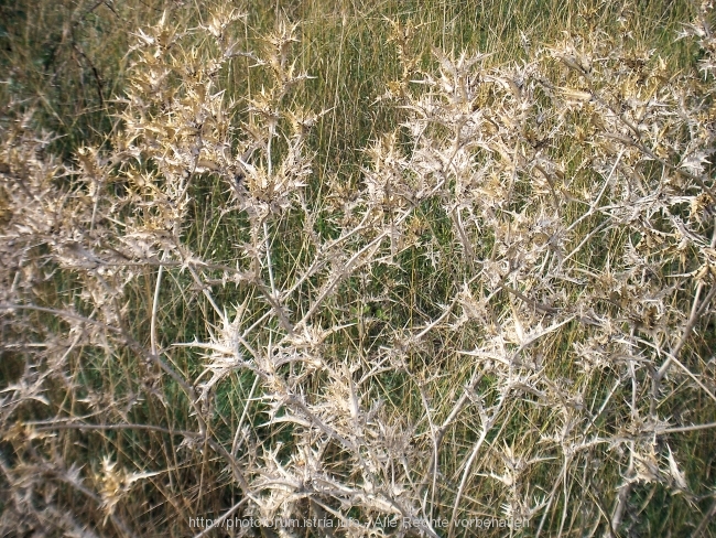 Nesactium Herbst 2007