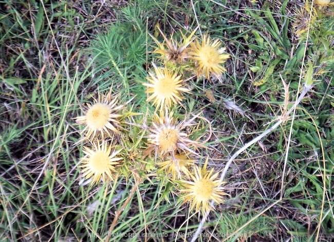 Nesactium Herbst 2007 3