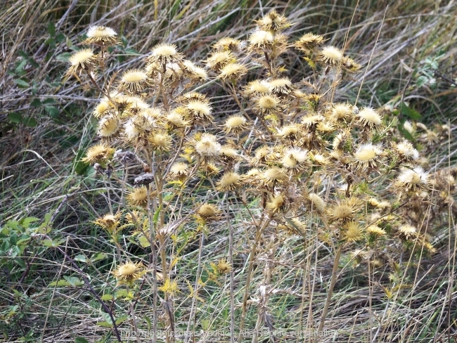 Nesactium Herbst 2007 8