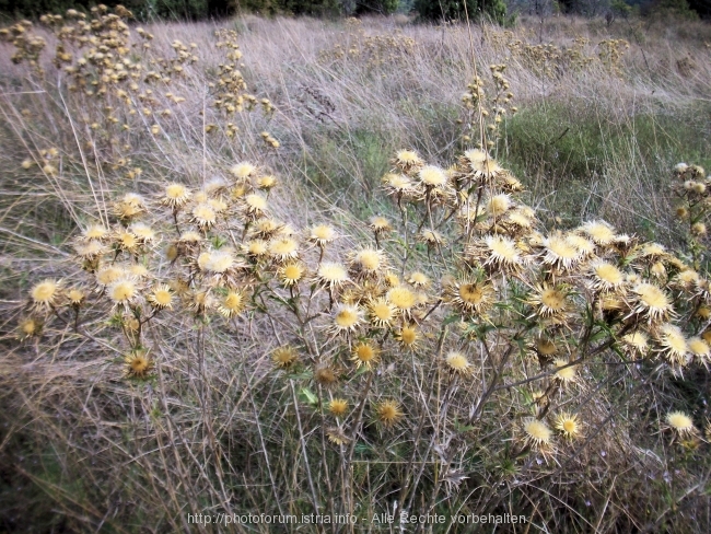 Nesactium Herbst 2007 10