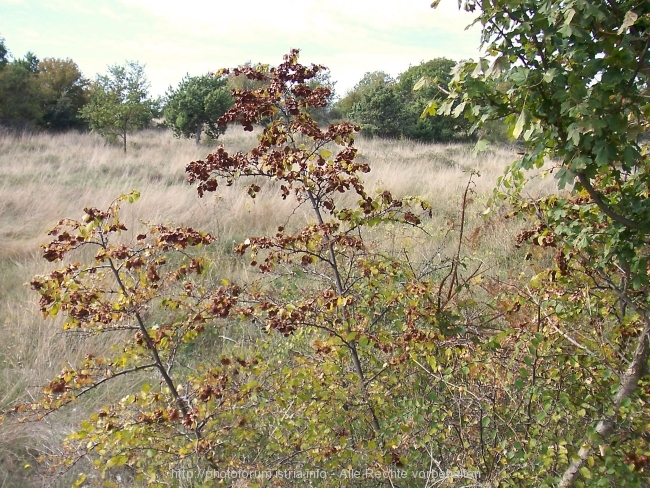 Nesactium Herbst 2007 6