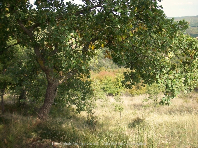 Nesactium Herbst 2007