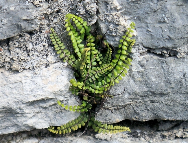 Nesactium Frühling 2008 10