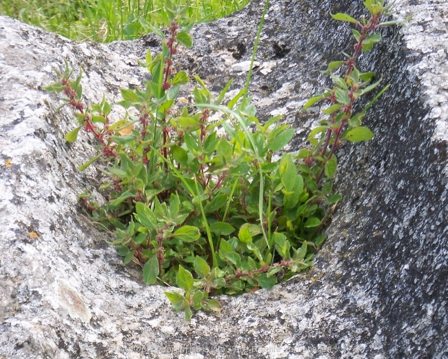 Nesactium Frühjahr 2008 4