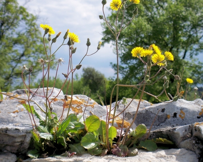 Nesactium Frühjahr 2008 5