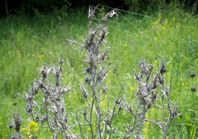 Nesactium Frühjahr 2008 3