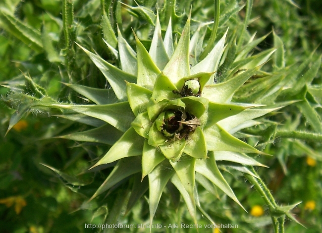 Nesactium Frühjahr 2008 9