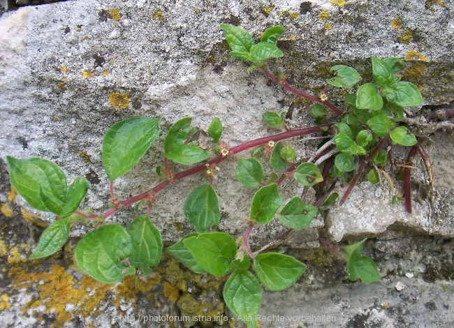 Nesactium Frühjahr 2008 2