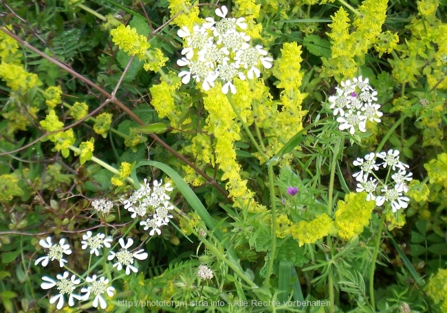 Nesactium Frühjahr 2008 4