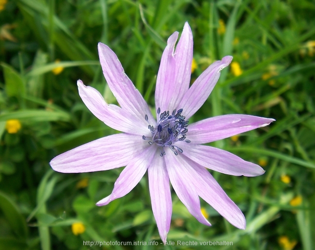 Nesactium Frühjahr 2008 9