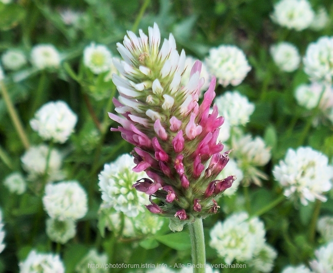 Nesactium Frühjahr 2008 10