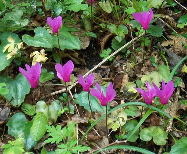 Nesactium Frühjahr 2008 2