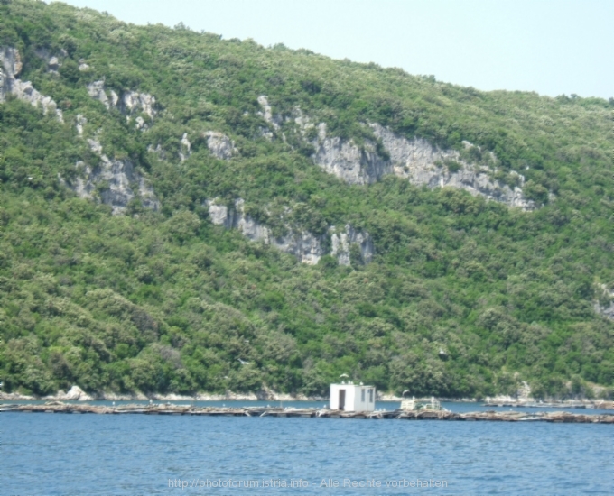 Lim-Fjord > Ausflug mit der "Quo Vadis"