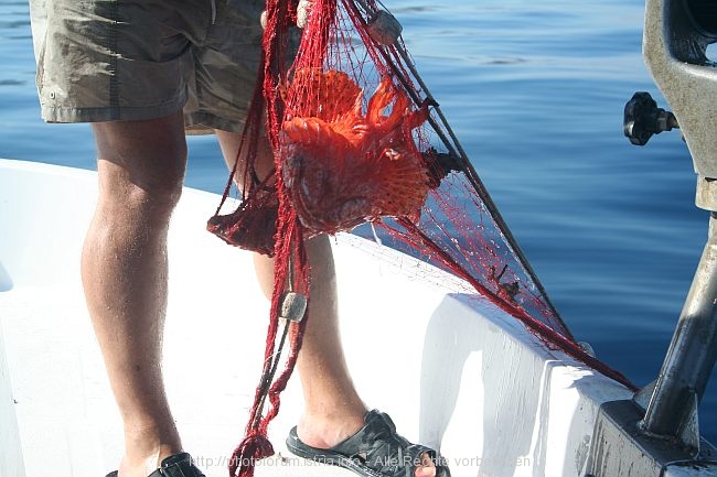 FISCHFANGTOUR RAPSKI KANAL > Drachenkopf im Netz