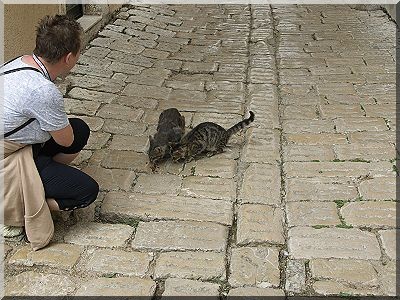 HEIDIs REISEBERICHT 2005 > Katze-15