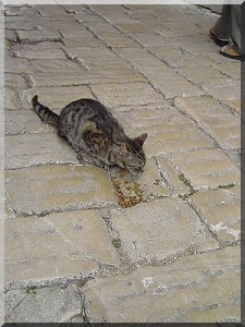 HEIDIs REISEBERICHT 2005 > Katze-16