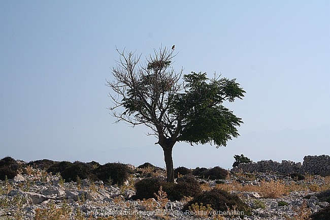 KAMENJAK auf der Insel Rab > Auf weiter Flur