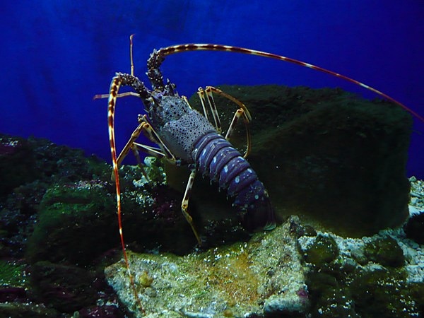 POREC > Aquarium