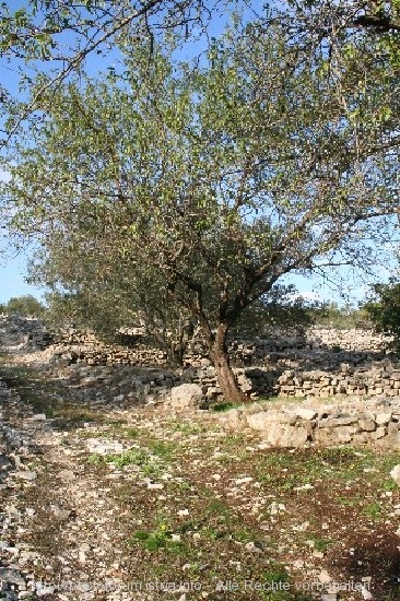 INSEL KORCULA > Olivenernte 4