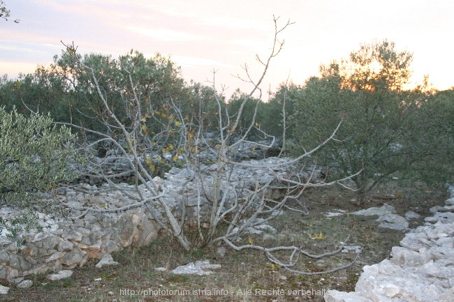 INSEL KORCULA > Olivenernte 2