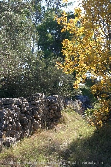 INSEL KORCULA > Olivenernte 5