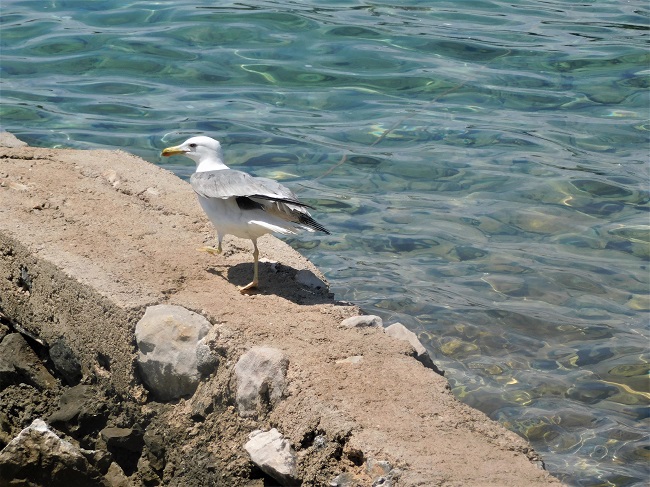 KVARNER: Krk> Njivice> Bucht Kijac> Möwe