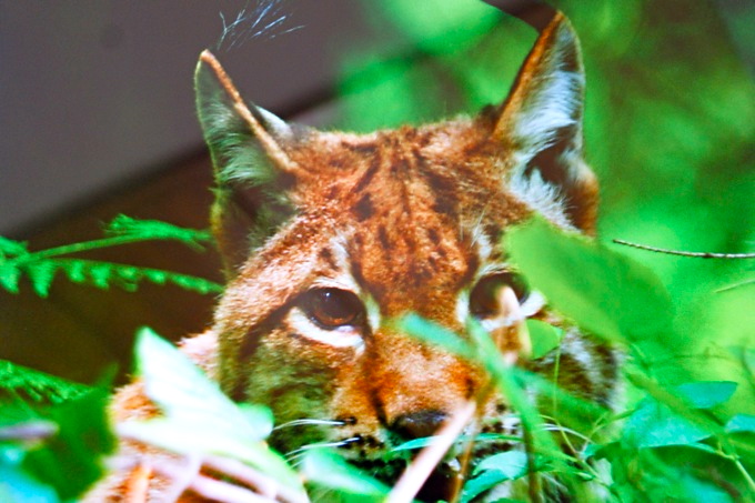 LUCHS > NP Risnjak > Foto vom Computer