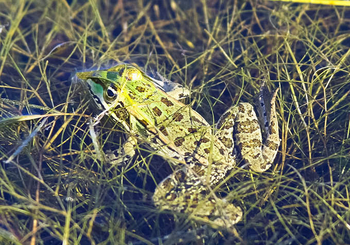 Wasserfrosch