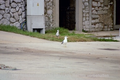 MÖWE > Otok CRES