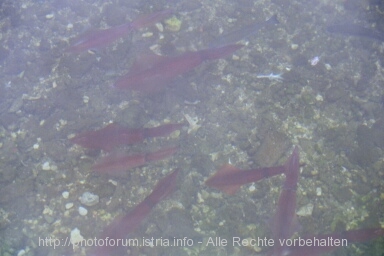 CALAMARES? > Otok CRES