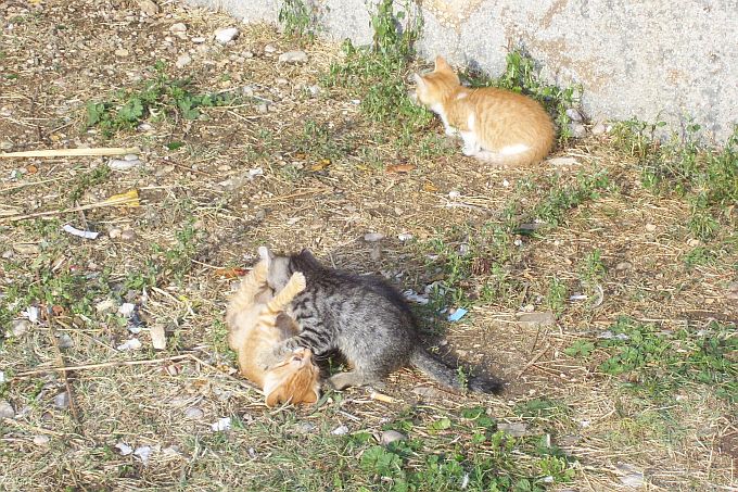 Katzen in Baska