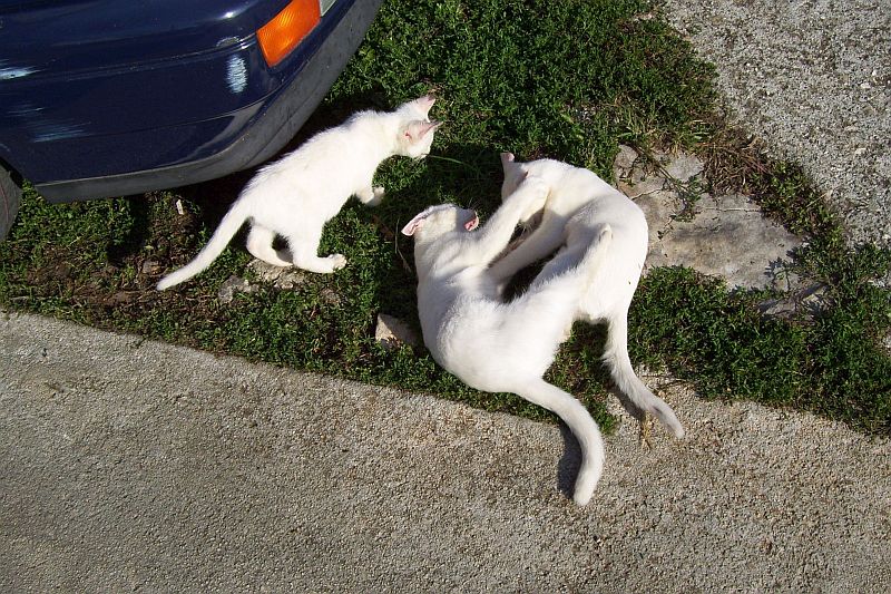 Bozava > spielende Katzen