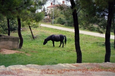 PFERD > Otok CRES