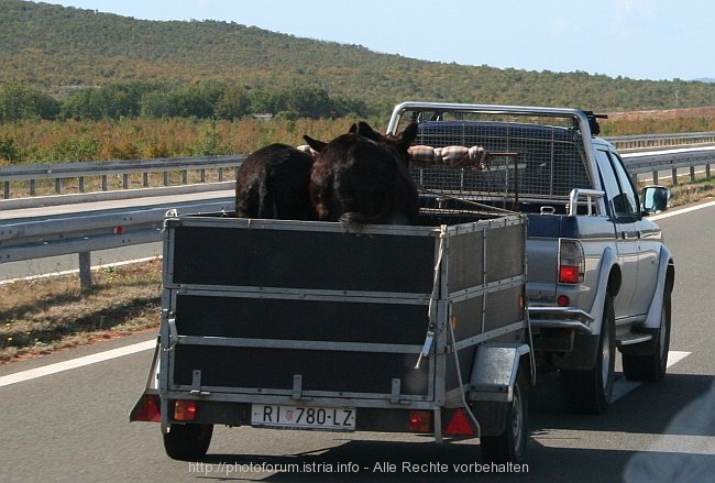 ESEL > A1 > Eseltransport zwischen Pirovac und Zadar