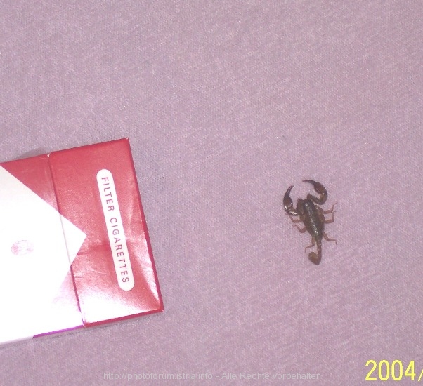 Fauna>Rovinji>Skorpion