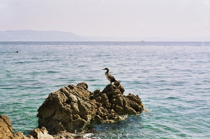 KORMORAN ?> unbekannter Vogel am Strand von Rabac