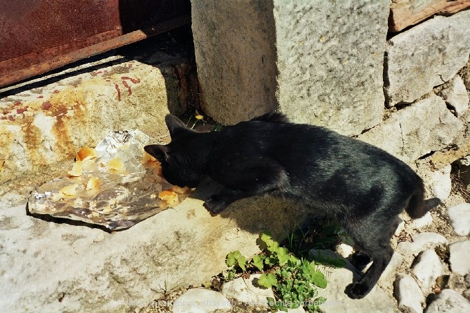 KATZE in Labin-Altstadt