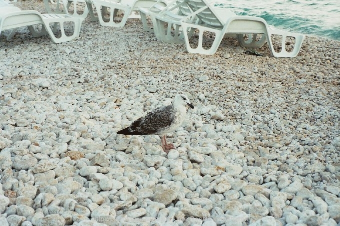 MÖWE am Strand von Rabac I