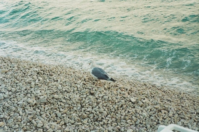 MÖWE am Strand von Rabac III