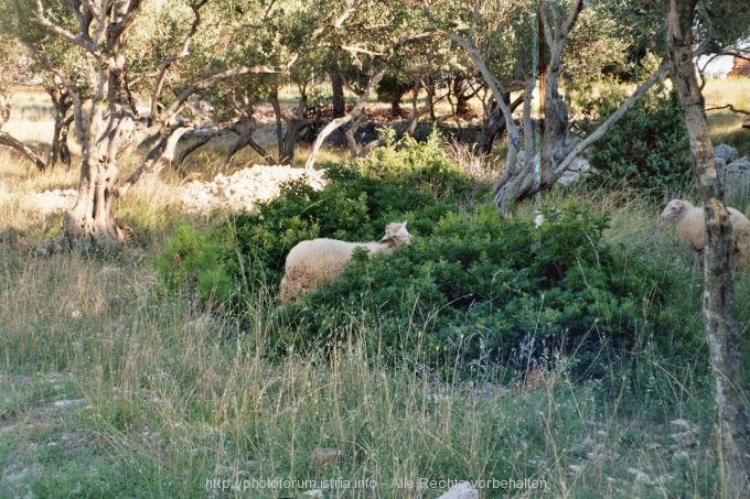 SCHAF bei Mali Losinj