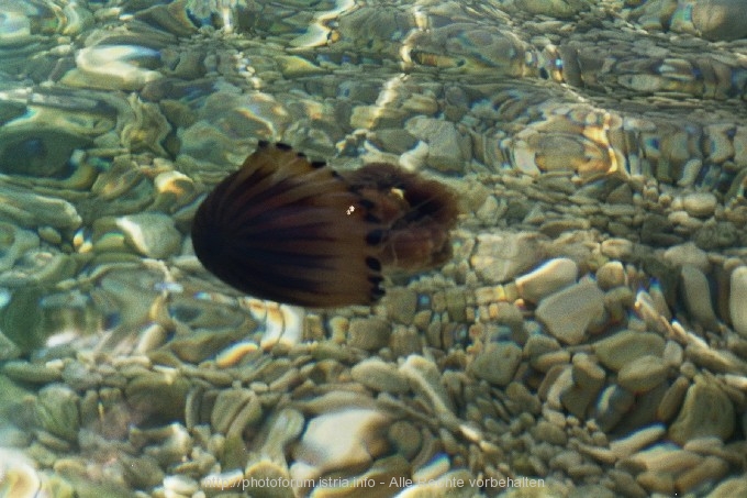 QUALLE am Strand von Rabac